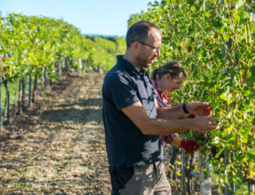 Weinjahrgang 2024 – Finesse trotz Herausforderungen