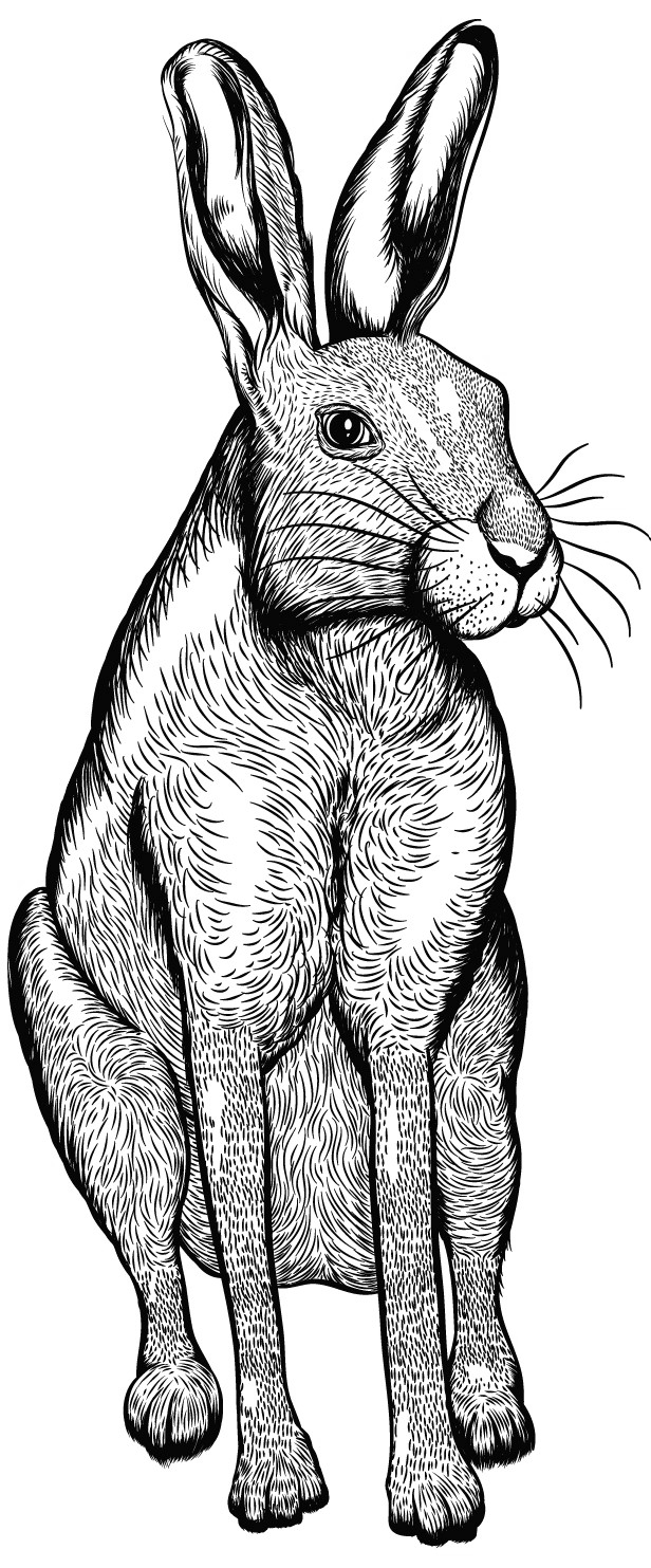 tier-hase-schaumwein-transparent Feldhase