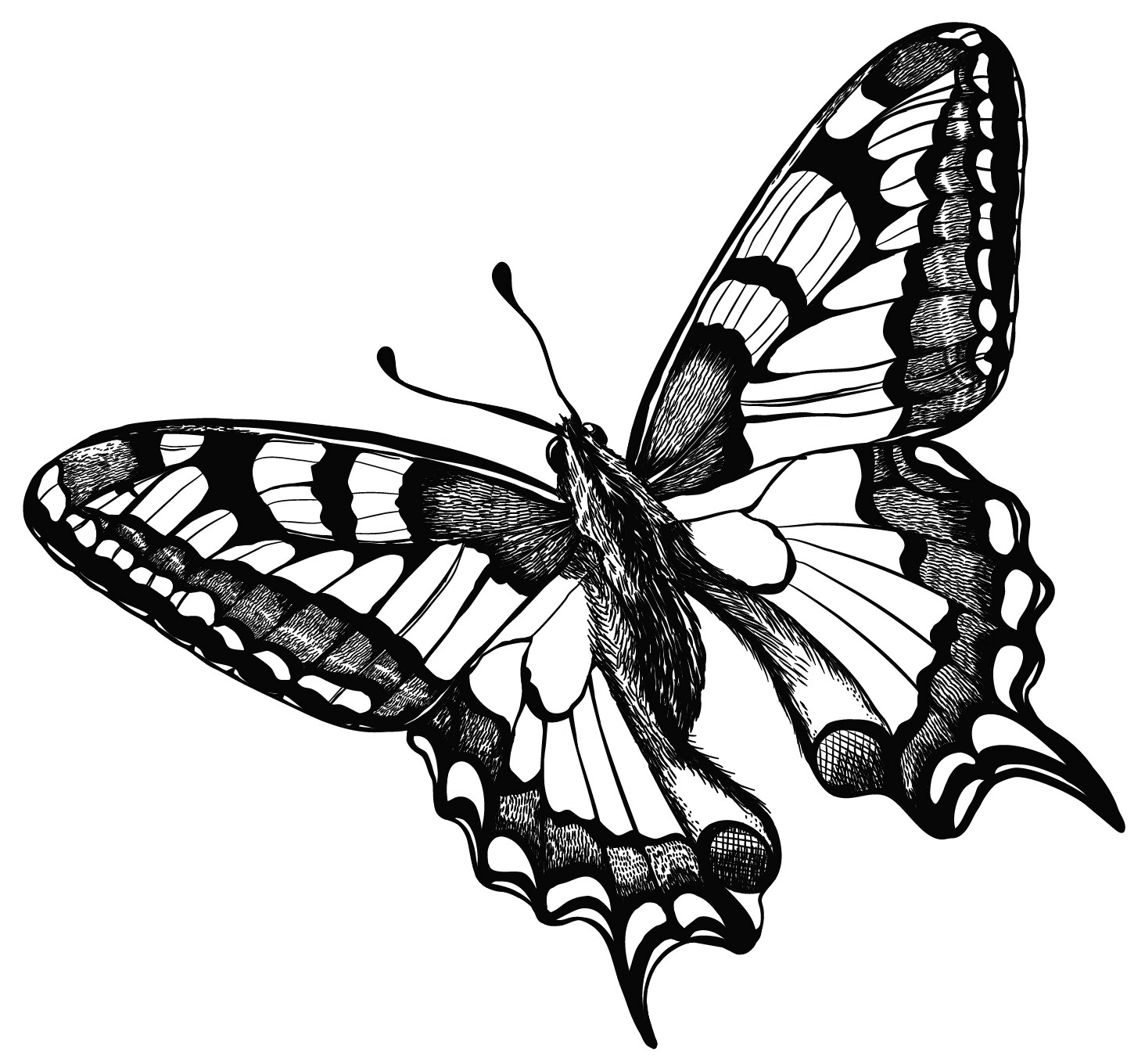 tier-schwalbenschwanz-transparent Schwalbenschwanz