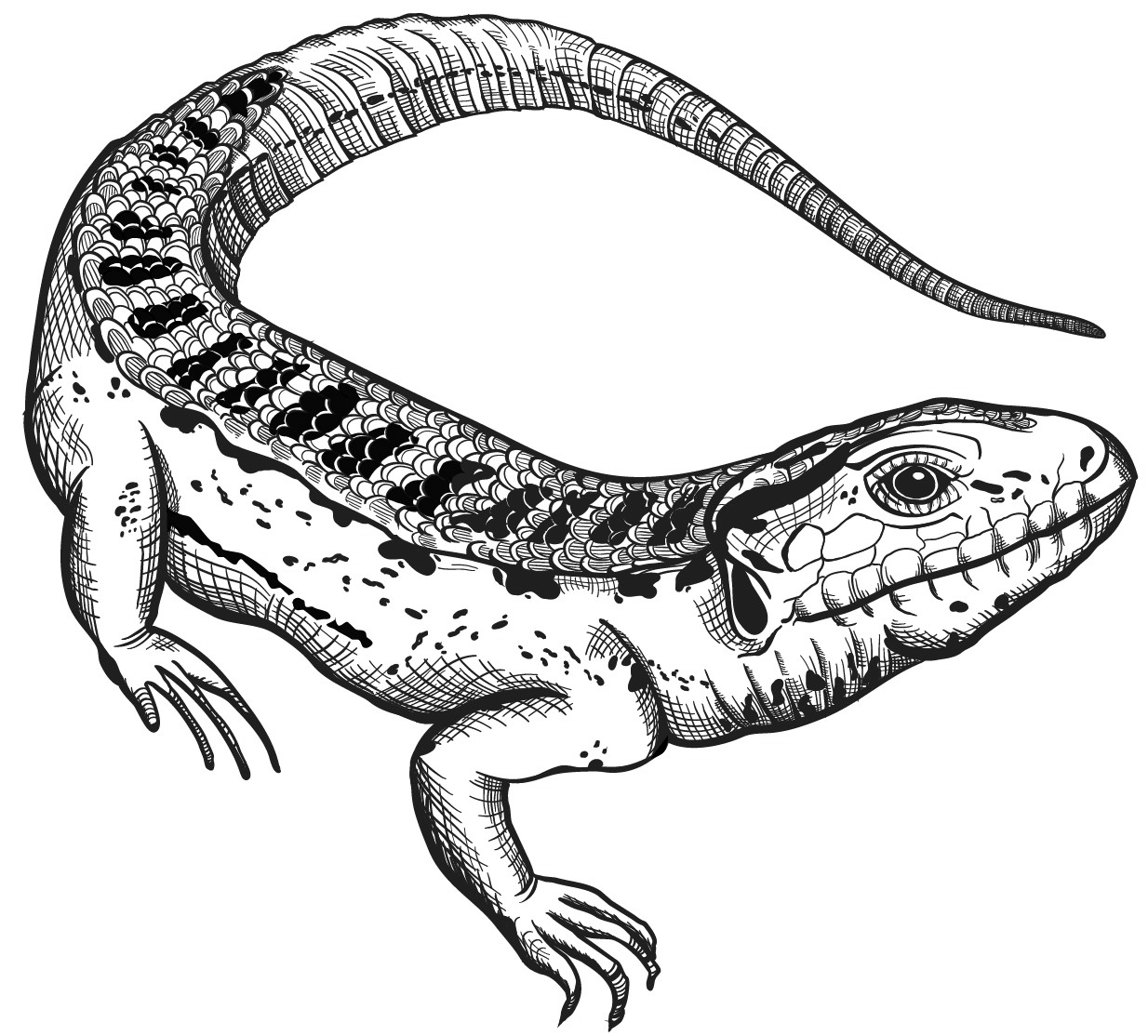 tier-smaragdeidechse-transparent Smaragdeidechse